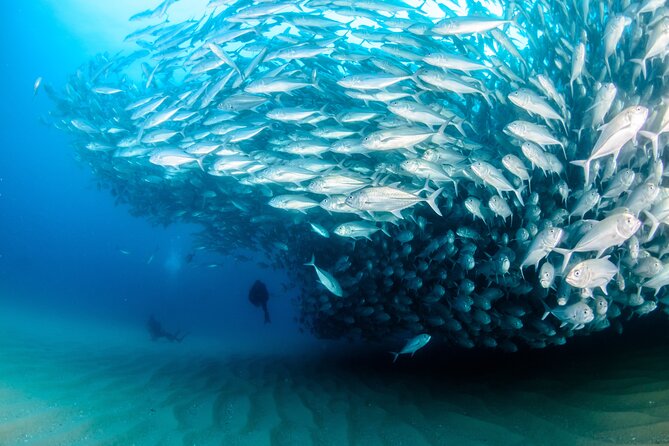 Cabo Pulmo 2 Tank Certified Dive with Lunch - What the four-person limit means underwater