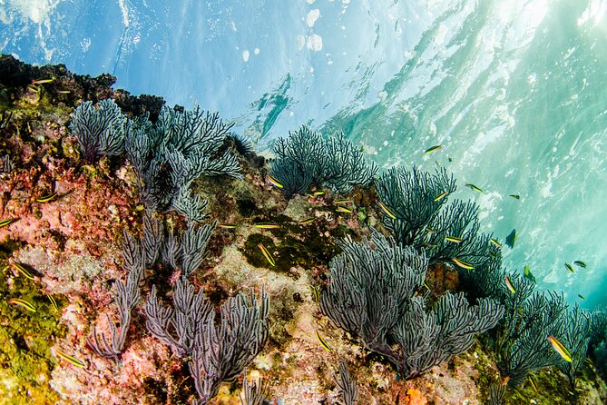 Cabo Pulmo 2 Tank Certified Dive with Lunch - Two underwater sessions in Cabo Pulmo Marine Preserve