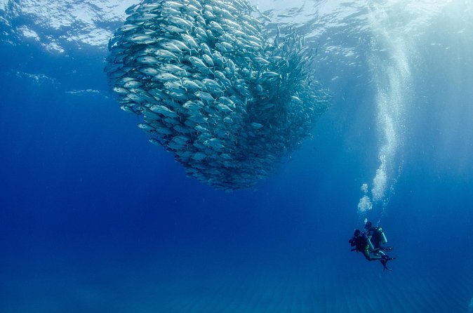 Cabo Pulmo 2 Tank Certified Dive with Lunch - Lunch after the boat returns