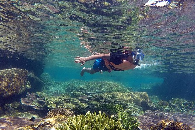 Cabo Pulmo National Park Snorkel Expedition from Cabo San Lucas - Key points to know before booking