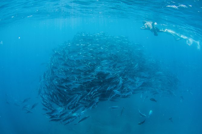 Cabo Pulmo National Park Snorkel Expedition from Cabo San Lucas - Why Cabo Pulmo is worth the long ride