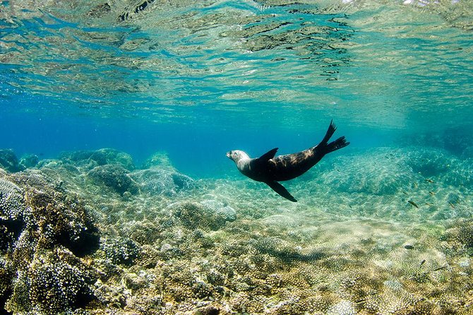 Cabo Pulmo National Park Snorkel Expedition from Cabo San Lucas - Water conditions can change the whole day