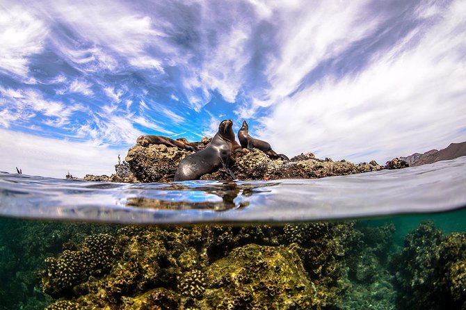 Cabo Pulmo National Park Snorkel Expedition from Cabo San Lucas - What the small group changes