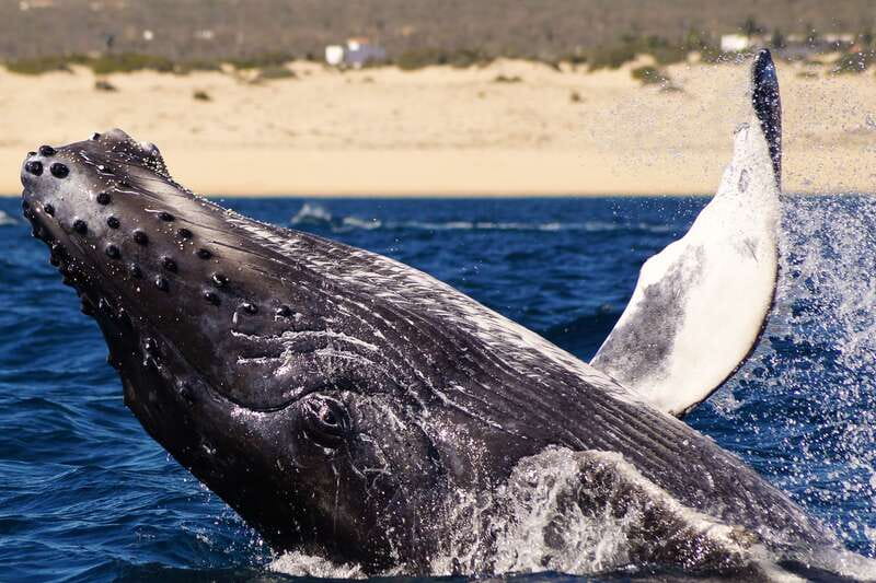 Cabo San Lucas: 2.5-Hour Whale Watching Tour - Key points to know before you book