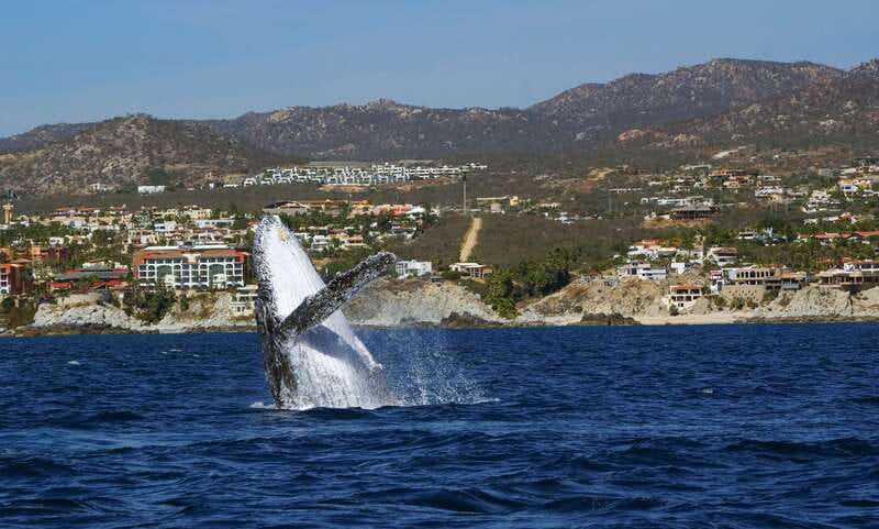 Cabo San Lucas: 2.5-Hour Whale Watching Tour - Why this Cabo whale watch is more than a search for spouts