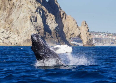 2.5-Hour Whale Watching Tour