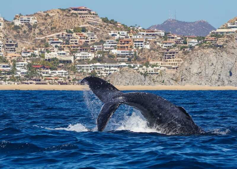 Cabo San Lucas: 2.5-Hour Whale Watching Tour - The marine biologists make the difference