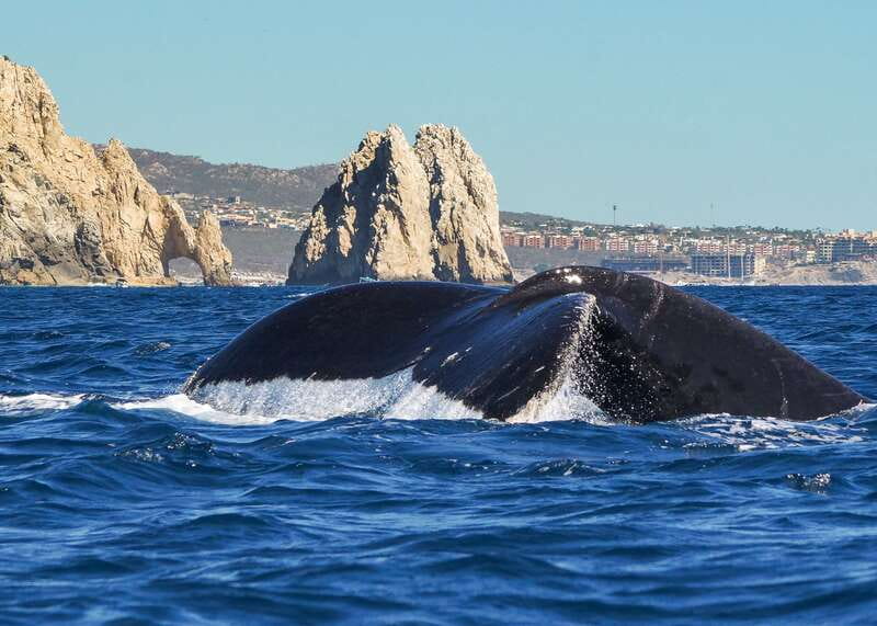Cabo San Lucas: 2.5-Hour Whale Watching Tour - Choosing among the 8 AM, 11 AM, and 2:30 PM departures