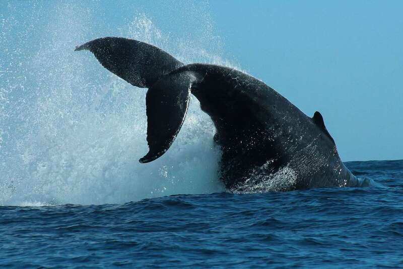 Cabo San Lucas: 2-Hour Whale Watching Adventure - Why Cabo’s Winter Whale Season Matters