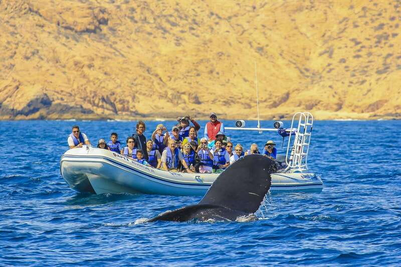 Cabo San Lucas: 2-Hour Whale Watching Adventure - Pickup From Cabo San Lucas or San José del Cabo
