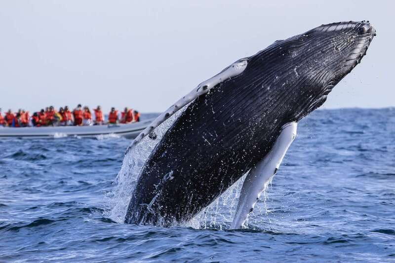 Cabo San Lucas: 2-Hour Whale Watching Adventure - Following Whales Instead of a Fixed Route