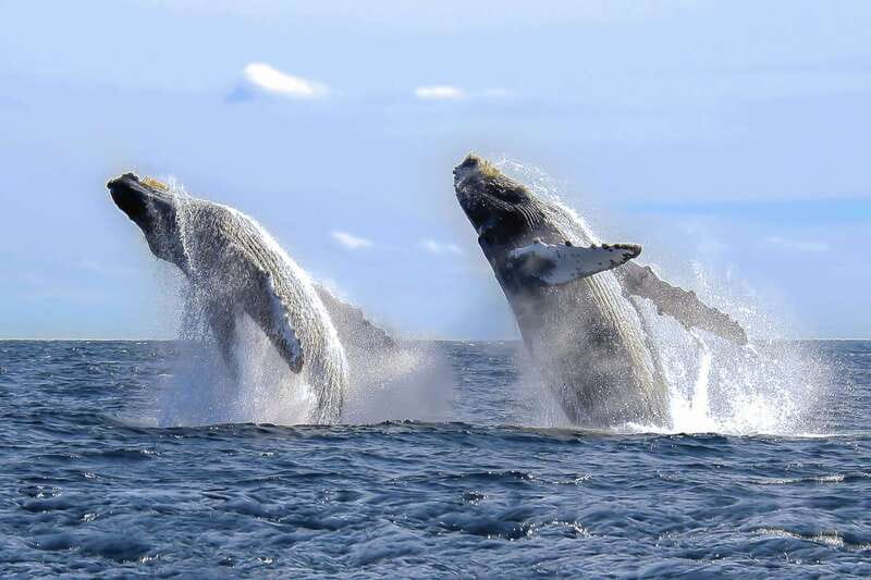 Cabo San Lucas: 2-Hour Whale Watching Adventure - Breaches, Tail Slaps, and Dolphin Encounters