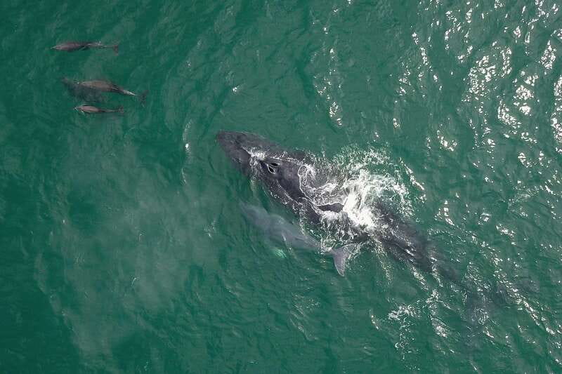 Cabo San Lucas: 2-Hour Whale Watching Adventure - Hearing Whales With the Onboard Hydrophone