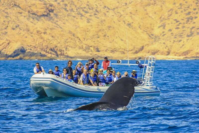 Cabo San Lucas: 2-Hour Whale Watching Adventure - What the Two-Hour Schedule Really Means