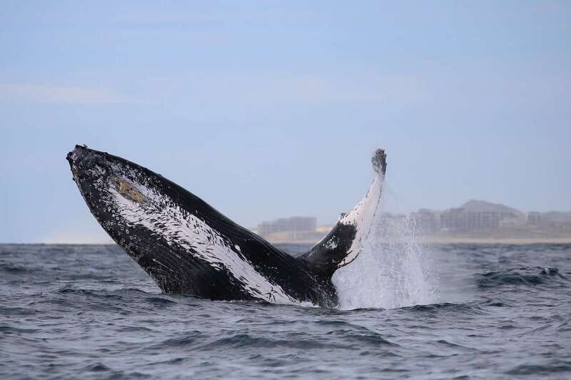Cabo San Lucas: 2-Hour Whale Watching Adventure - Clothing, Cameras, and Comfort on the Water
