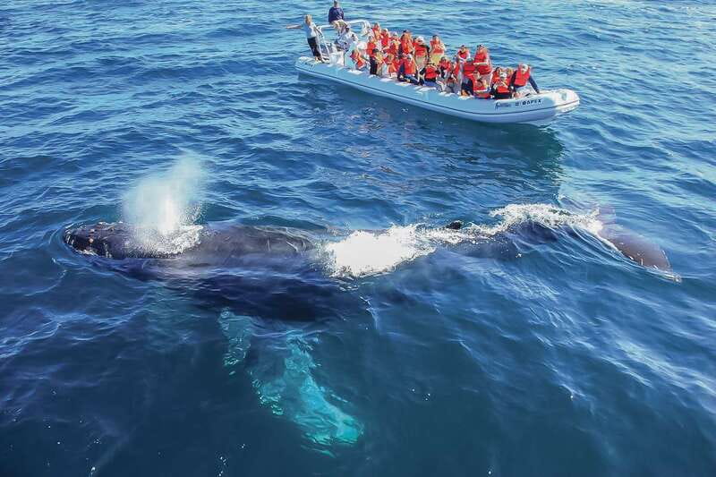 Cabo San Lucas: 2-Hour Whale Watching Adventure - Boarding the Fast Inflatable Boat