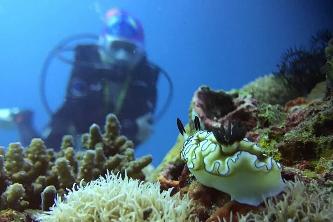Cabo San Lucas 2 Tank Scuba Diving - What the marine setting can offer