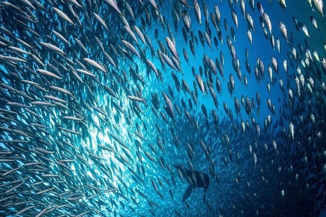 Cabo San Lucas Arch Boat Tour and Snorkeling at Pelican Rock - Divorce Beach: striking views, rough water