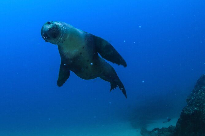 Cabo San Lucas Arch Boat Tour and Snorkeling at Pelican Rock - Pelican Rock snorkeling: colorful fish, rocky footing