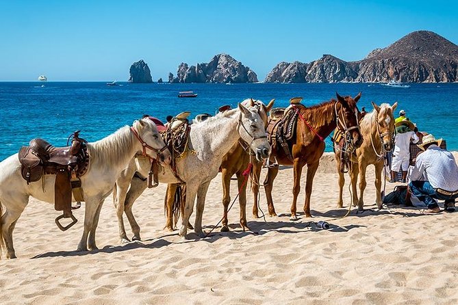 Cabo San Lucas Beach and Desert Horseback Ride - The value of the $67.50 price