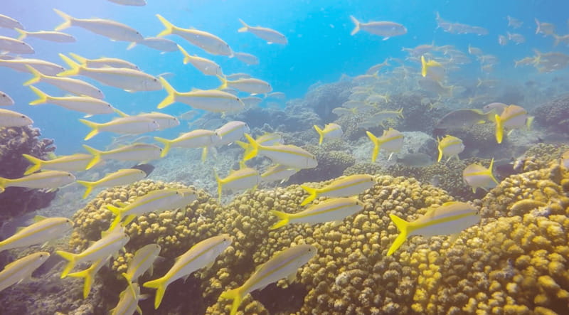Cabo San Lucas: Beginners Diving Experience w/ Water & Snack - Protected waters and the underwater scenery