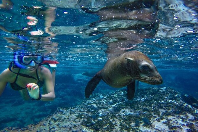 Cabo San Lucas Boat Tour and Snorkel at Pelican Rock - A fast ride to Cabo’s famous Arch