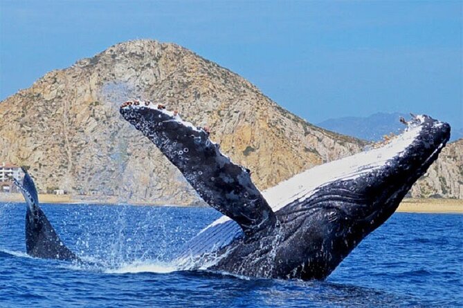 Cabo San Lucas Boat Tour and Snorkel at Pelican Rock - The small-group promise and the shared-boat question