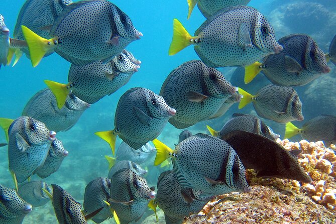 Cabo San Lucas Boat Tour and Snorkel at Pelican Rock - Timing problems you should understand