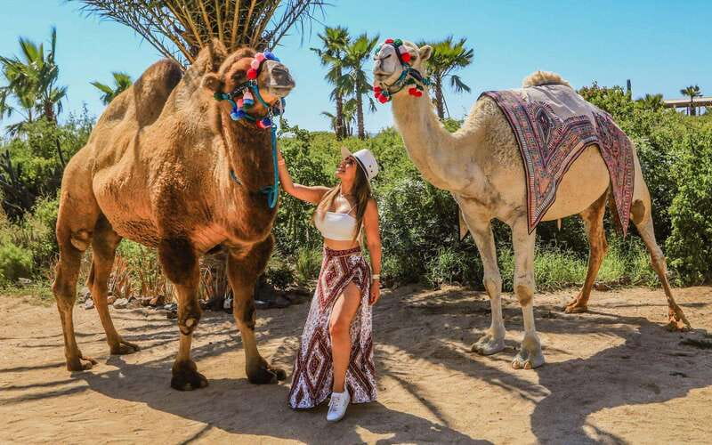 Cabo San Lucas: Camel Ride & Off-Road UTV Combo Adventure - Why this camel and UTV combination works