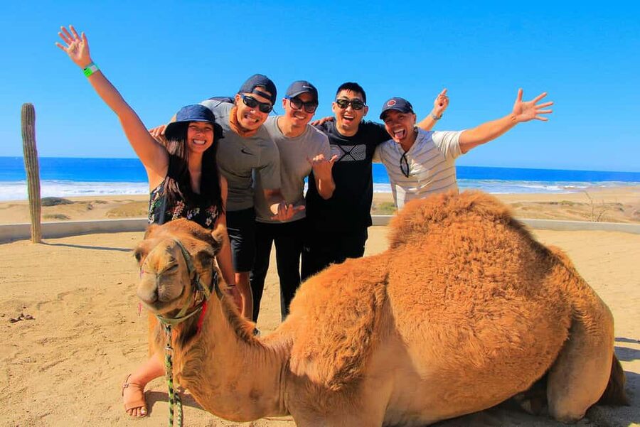 Cabo San Lucas: Camel Ride on the Beach - Riding camels beside the Pacific at Migriño Beach