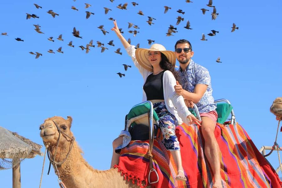 Cabo San Lucas: Camel Ride on the Beach - Tequila museum and tasting