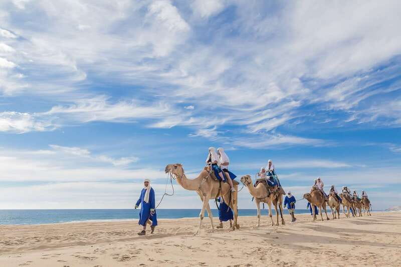 Cabo San Lucas: Camel Safari Tour with Lunch and Tequila - A camel ride beside the Pacific Ocean