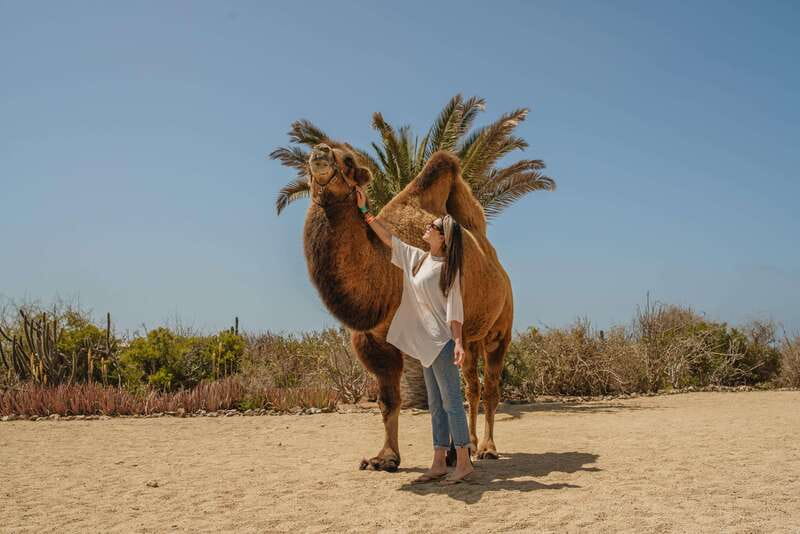 Cabo San Lucas: Camel Safari Tour with Lunch and Tequila - Should you book the camel safari?