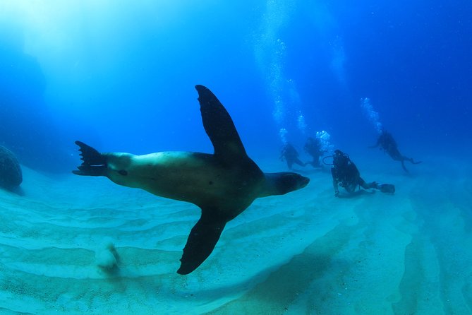 Cabo San Lucas Certified 2 Tank Dive at the Famous Arch and Land's End - The underwater sights you might find around Land’s End