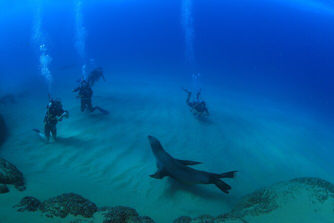 Cabo San Lucas Certified 2 Tank Dive at the Famous Arch and Land's End - The small group is a real advantage