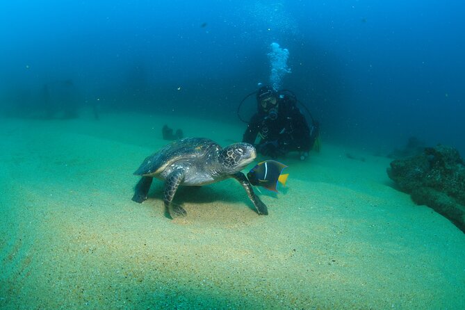 Cabo San Lucas Certified 2 Tank Dive at the Famous Arch and Land's End - What the $129 price really means