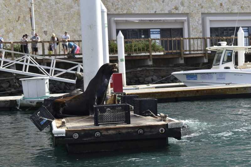 Cabo San Lucas: Glass Bottom Boat Tour to Land's End - Practical booking advice before you go