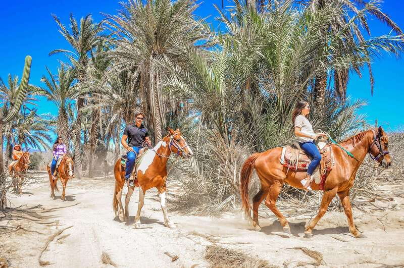 Cabo San Lucas: Horseback Riding in Migriño with Transfers - Tequila tasting, photos, and the post-ride pause