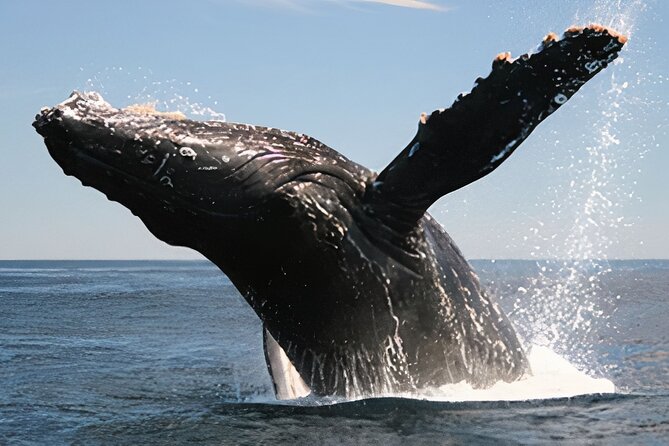Cabo San Lucas Humpback Whale Watching Tour - El Arco and the rocks at Land’s End
