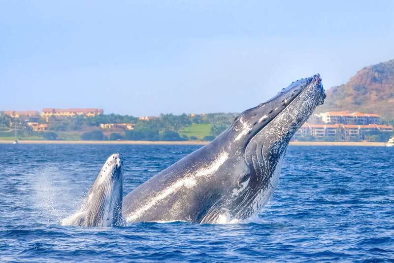 Cabo San Lucas: Luxury Catamaran Whale Watching Experience - Key points to know before you book