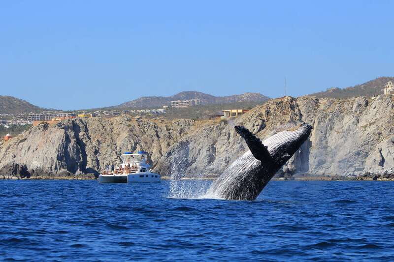 Cabo San Lucas: Luxury Catamaran Whale Watching Experience - Why the hydrophone changes the whale-watching experience