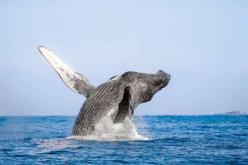 Cabo San Lucas: Luxury Catamaran Whale Watching Experience - Cabo’s Arch gives way to whale country
