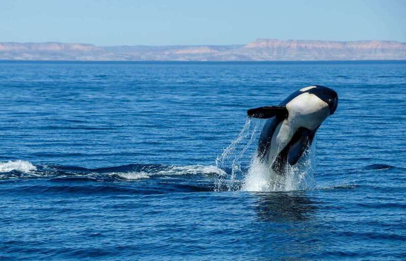 Cabo San Lucas: Luxury Catamaran Whale Watching Experience - What you may see beyond humpbacks