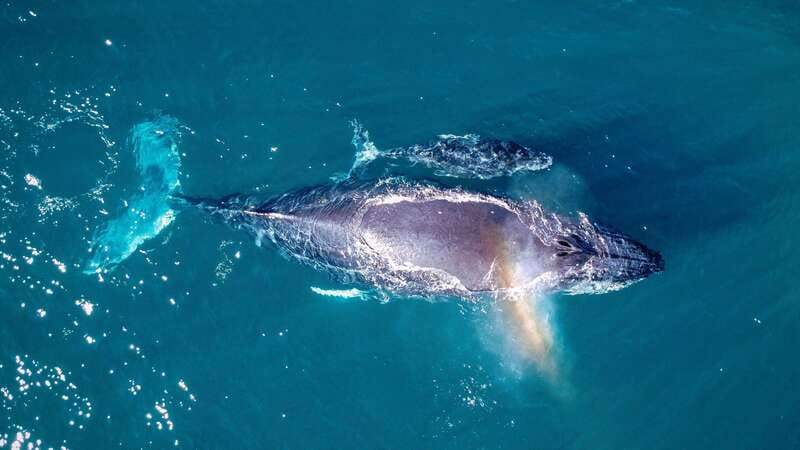 Cabo San Lucas: Luxury Catamaran Whale Watching Experience - Who will enjoy this cruise most