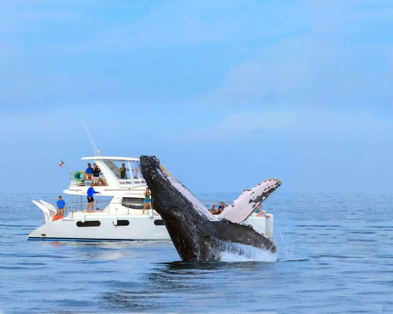 Cabo San Lucas: Luxury Catamaran Whale Watching Experience - The practical details that matter