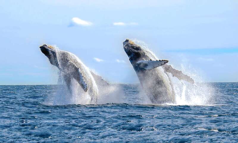 Cabo San Lucas: Luxury Catamaran Whale Watching Experience - From Cabo Dolphins to the open water