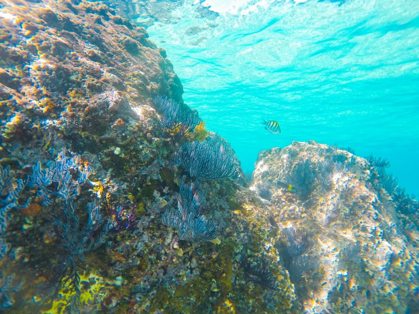 Cabo San Lucas: Private Catamaran Tour with Snorkeling - Anchoring near the semi-private beach