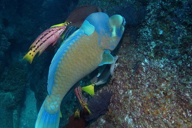 Cabo San Lucas Short Snorkeling Tour with Divemaster Guide - Tropical fish, sea lions, and what you may see