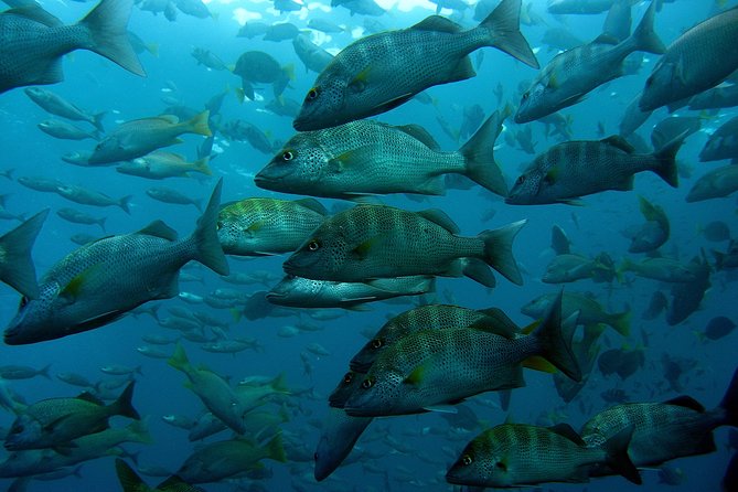 Cabo San Lucas Short Snorkeling Tour with Divemaster Guide - Is $70 a fair price for Cabo?