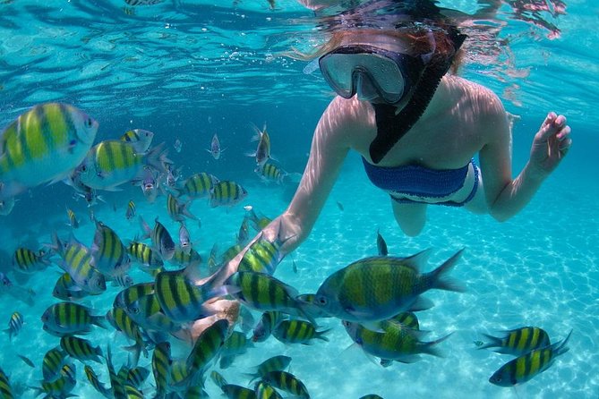 Cabo San Lucas Short Snorkeling Tour with Divemaster Guide - Why the protected bay helps beginners